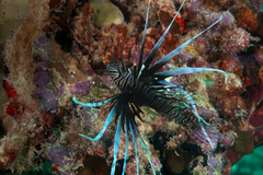 Common Lionfish