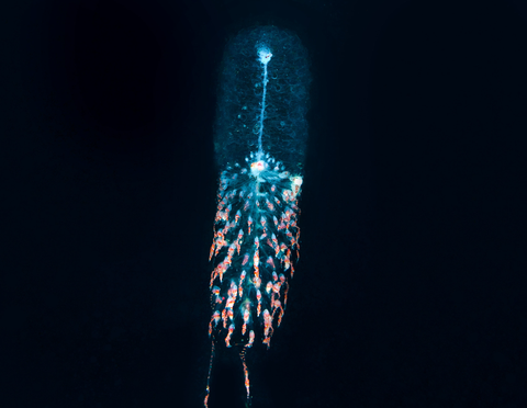 Siphonophore