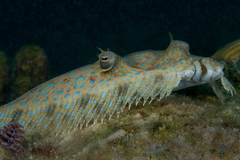 Peacock Flounder