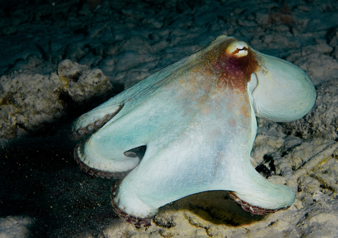 Common octopus