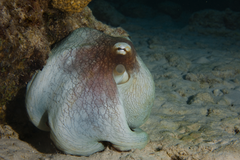 Common octopus