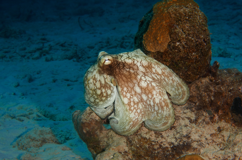 Common octopus