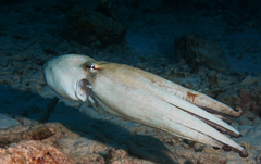 Common octopus