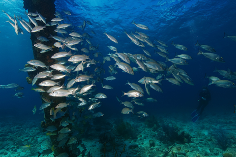 Grey Snapper