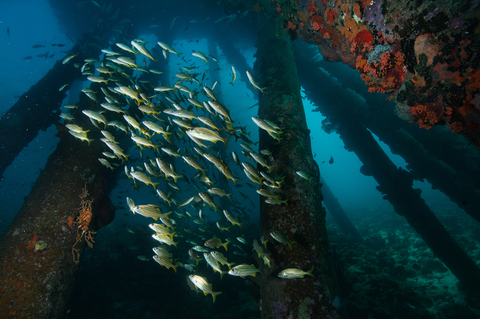 Gold striped goatfish