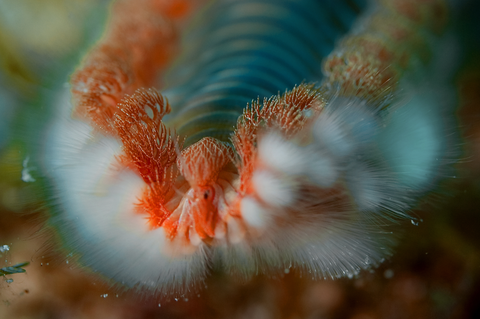 Bearded Fire worm