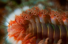 Bearded fire worm