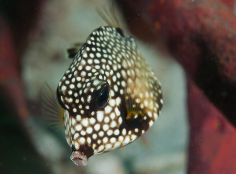 Smooth trunkfish