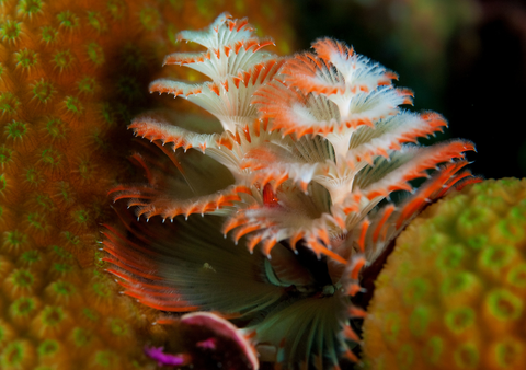 Christmas tree worm