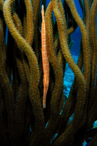 Trumpetfish