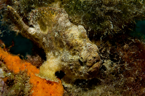 Yellow Commerson's Frogfish