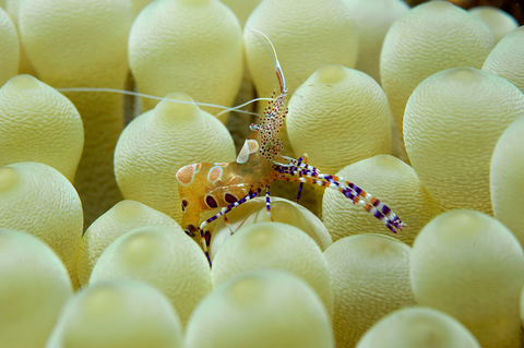 Spotted Cleaner Shrimp & Giant caribbean sea anemone