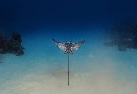 Spotted Eagle ray