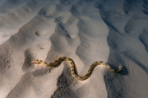 Goldspotted snake eel