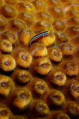 Flamingo Tongue snail