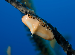 Flamingo tongue snail