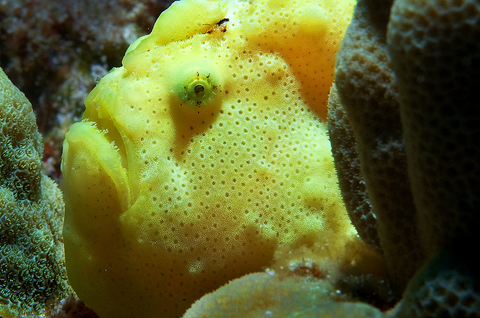 Yellow Commerson's Frogfish