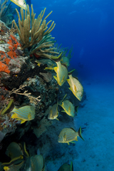 Blue-striped snapper