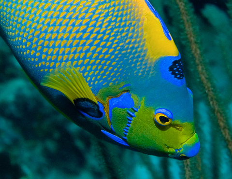 Queen Angelfish