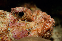 Spotted Scorpionfish