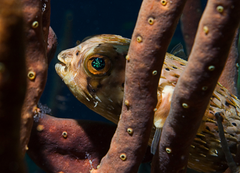 Porcupine pufferfish