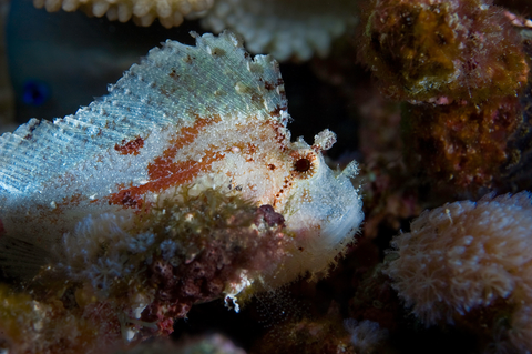 Peacock Flounder