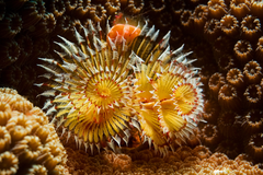 Christmas tree worm