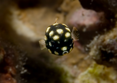 Smooth Trunkfish