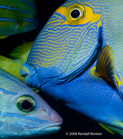 Eyestripe Surgeonfish