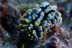 Scrambled egg nudibranch