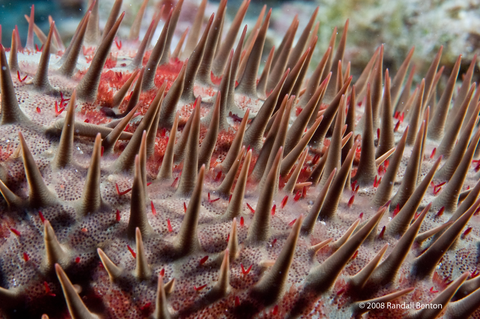 Crown-of-thorns sea star