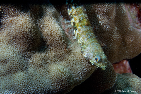 Sand diver