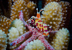 Spotted linckia starfish & Harlequin shrimp