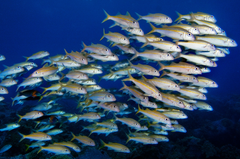 Gold striped goatfish