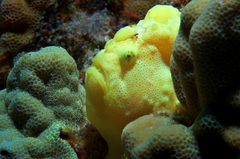 Yellow Commerson’s frogfish