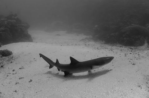 Whitetip reef shark