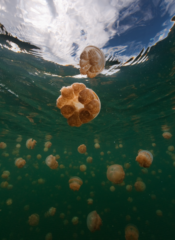 Golden Jellyfish