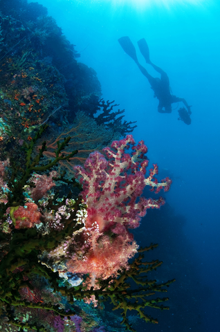 Carnation tree coral