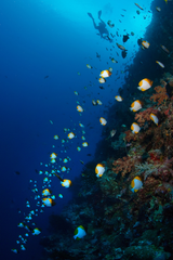 Yellow pyramid butterflyfish