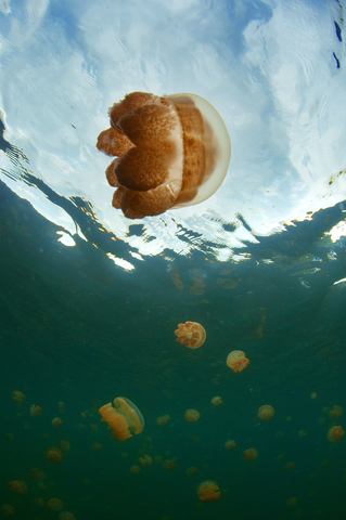 Golden Jellyfish