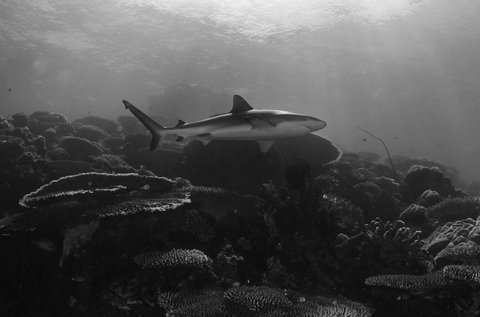 Whitetip reef shark