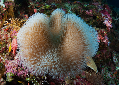 Toadstool leather coral