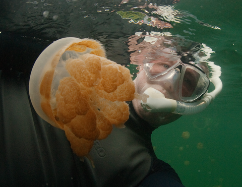 Golden Jellyfish