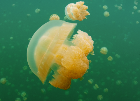 Golden Jellyfish