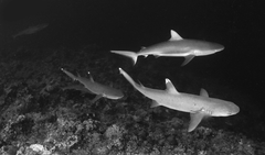 Whitetip reef shark