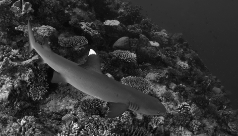 Whitetip reef shark