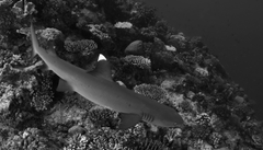 Whitetip reef shark