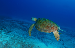 Hawksbill turtle