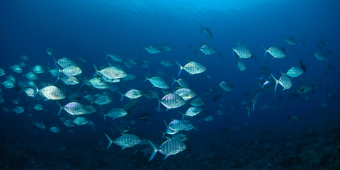 Blue trevally