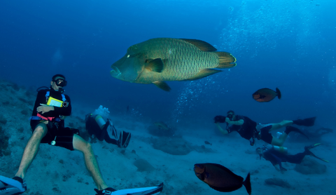 Humphead wrasse